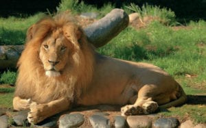 Lion At Paignton Zoo Lying Down