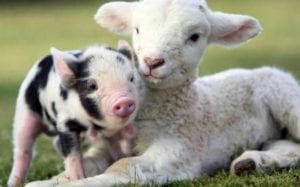 Cute Piglet And Lamb Cuddled Up Together Pennywell Farm