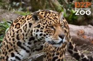 Dartmouth Zoo Leopard Closeup