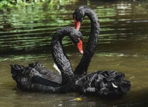 Two black swans swimming on the brook in Dawlish