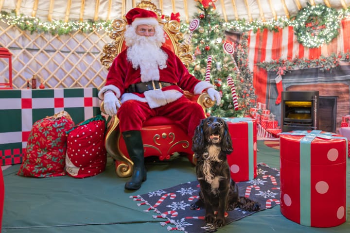 a dog sitting for their photo with Santa Claus